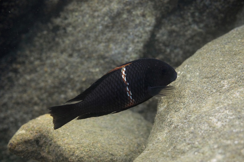 Tropheus sp. 'black' Rutunga (Red saddle)